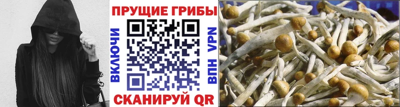 Галлюциногенные грибы прущие грибы  Купить закладки  Сальск 