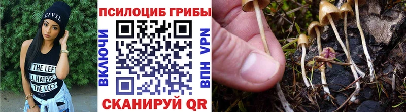 Галлюциногенные грибы Psilocybe Сальск
